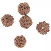 Graines naturelles de Rudraksha