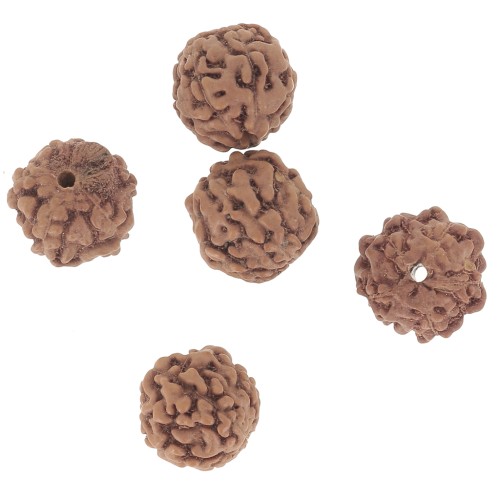 Perle di semi naturali Rudraksha shiva tears 6,5 mm x20