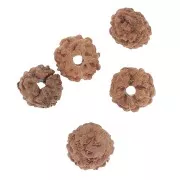 Perle di semi naturali Rudraksha shiva tears 4,5 mm x20