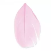 Piume 6 cm Rosa x3gr