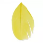 Piume 6 cm Giallo x3gr