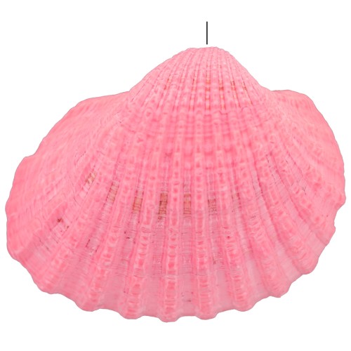 Pendente conchiglia colorato 16 a 20 mm - Rosa x1