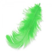 Piume da 8 a 12 cm Verde Anice x3gr