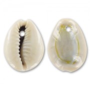 conchiglie Cauri Naturale x 10