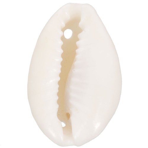 Assortimento di distanziatori per conchiglie Cauri da 19 a 22 mm - Naturale x10