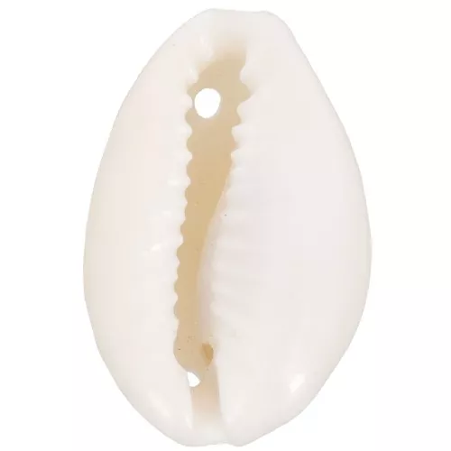 Assortimento di distanziatori per conchiglie Cauri da 19 a 22 mm - Naturale x10