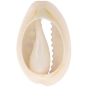 Conchiglia Cauri 18-23 mm stampa leopardo Verde chiaro - Rosa confetto - Nero x1