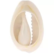 Conchiglia Cauri 18-23 mm stampa leopardo Verde chiaro - Rosa confetto - Nero x1