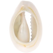 Conchiglia Cauri 18-23 mm stampa leopardo - Azzurro - Nero x1