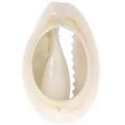 Conchiglia Cauri 18-23 mm stampa leopardo - Azzurro - Nero x1