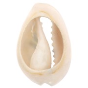 Conchiglia Cauri 18-23 mm leopardata - Giallo - Ocra - Nero x1