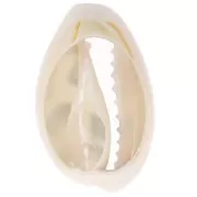 Conchiglia Cauri 18-23 mm leopardato - Ecrù - Caramello - Nero x1