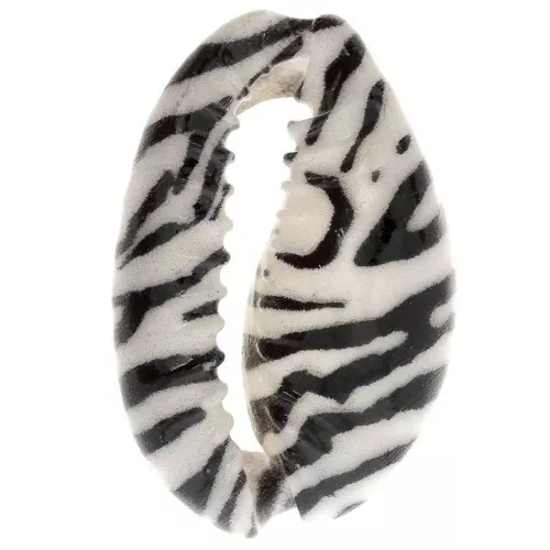 Conchiglia Cauri 18-23 mm zebrato - Ecru - Nero x1