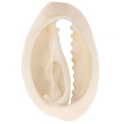 Conchiglia Cauri 18-23 mm zebrato - Ecru - Nero x1