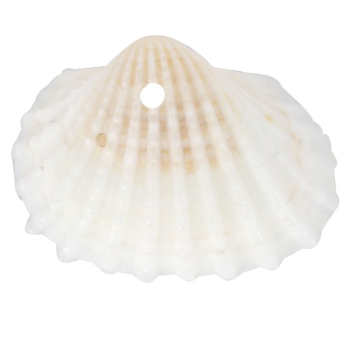 Pendenti conchiglia 16x20 mm - Naturale x4