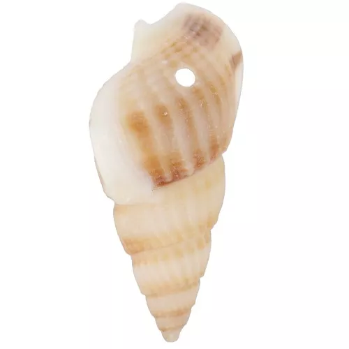 Conchiglie a spirale forate - da 18 a 21 mm - Naturale x10