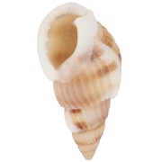 Conchiglie a spirale forate - da 18 a 21 mm - Naturale x10