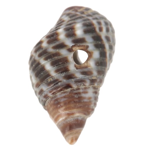 Conchiglie spirale con fori - da 11 a 13 mm Naturale - Marrone x10