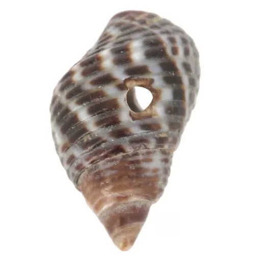 270 Conchiglie Naturali Con Foro - Per Creare Gioielli Fai Da Te, 18-21 Mm - Foto 8