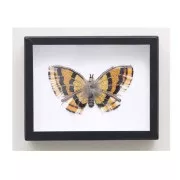 10 lezioni per imparare il ricamo in oro - 20 disegni per iniziare x1