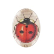 Cabochon mm. 18x13 Coccinelle x1|raw }}