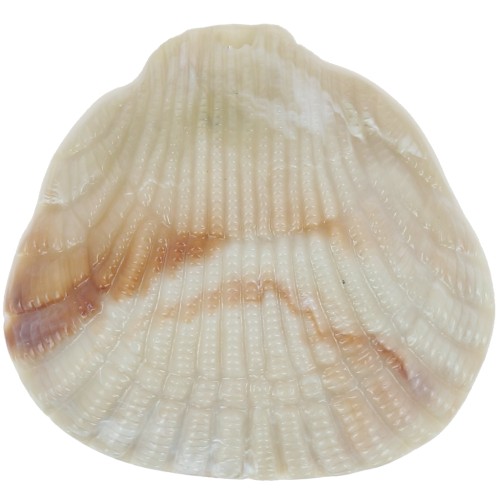 Pendente in resina conchiglia 34x36 mm - Beige marmorizzato x1