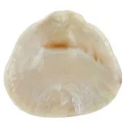 Pendente in resina conchiglia 34x36 mm - Beige marmorizzato x1