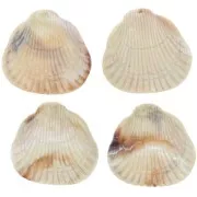 Pendente in resina conchiglia 34x36 mm - Beige marmorizzato x1