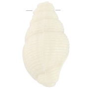 Pendente a conchiglia 20,5x13 mm in resina opaca - Ecrù x1