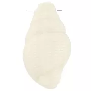 Pendente a conchiglia 20,5x13 mm in resina opaca - Ecrù x1