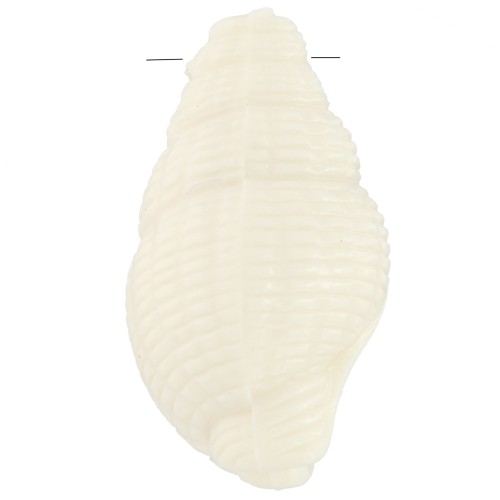 Pendente a conchiglia 20,5x13 mm in resina opaca - Ecrù x1