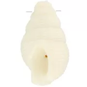 Pendente a conchiglia 20,5x13 mm in resina opaca - Ecrù x1