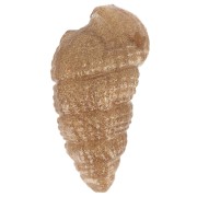 Pendente a forma di conchiglia 18x11 mm in resina opaca - Bronzo marmorizzato