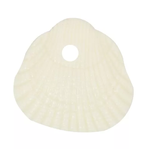 Zecchini conchiglia 10x10,5 mm in resina opaca - Ecrù x6