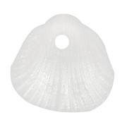 Zecchini conchiglia 10x10,5 mm in resina opaca - Bianco perlato x6|raw }}