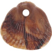 Zecchini conchiglie 17x18 mm in resina opaca - Marmorizzati Marrone chiaro - Marrone scuro x4|raw }}