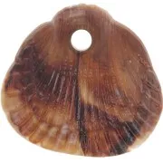 Marrone chiaro - Zecchini conchiglie 17x18 mm in resina opaca - Marmorizzati Marrone chiaro - Marrone scuro x4 Zecchini conchiglie 17x18 mm in resina opaca - Marmorizzati Marrone chiaro - Marrone scuro x4