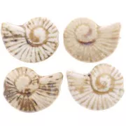 Perla di conchiglia in ceramica 40x31 mm - Beige - Marrone marmorizzato x1