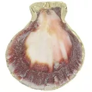 Pendente in conchiglia 37-40 mm con finiture in oro - Naturale x1