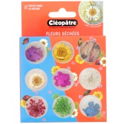 Assortimento di 21 fiori di Cleopatra essiccati e pressati - Multicolore|raw }}
