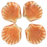 Perle di conchiglia in ceramica 14 mm - Arancione - Nero screziato x4