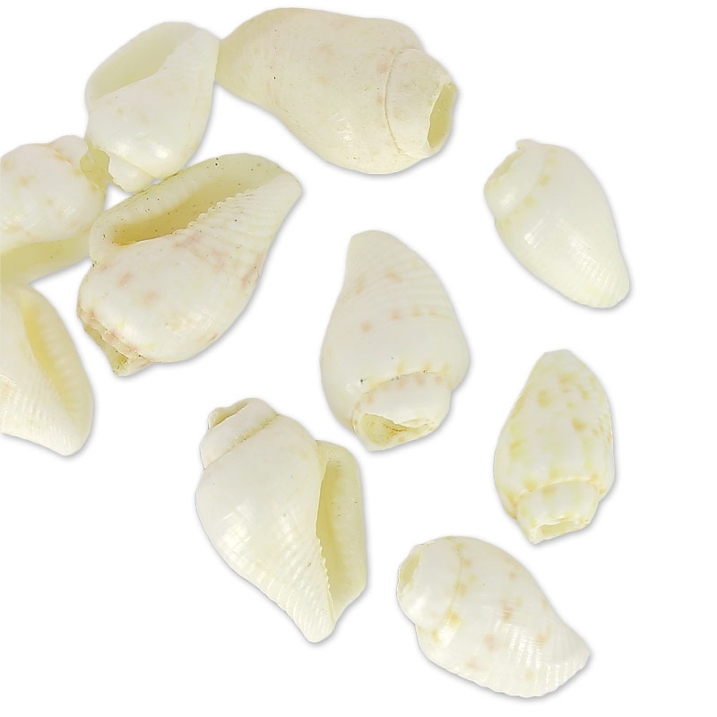 1500 Pezzi Conchiglie Naturali Miste - Decorazione Spiaggia, Matrimoni, Fai Da Te - Foto 12