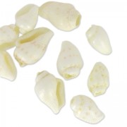 Assortimento di mini conchiglie 10 mm colore naturale x 10|raw }}