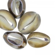 Assortimento di mezze conchiglie Cauri Tigre Naturel x 5