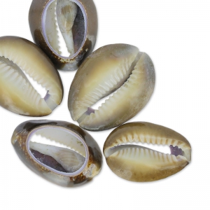 Assortimento di mezze conchiglie Cauri Tigre Naturel x 5