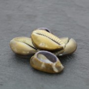 Assortimento di mezze conchiglie Cauri Tigre Naturel x 5