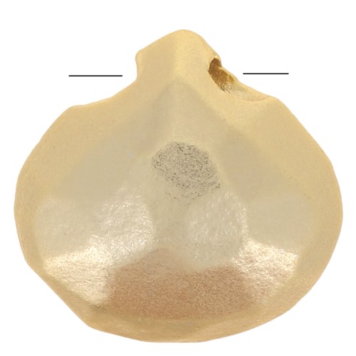 Brioletta piatta mm.8.5 Dorato con oro fino satinato x1