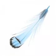 Piuma di faggiano con striscia 6-11 cm Blu x1