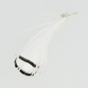 Piuma di faggiano con striscia 6-11 cm Bianco x1|raw }}