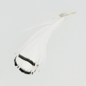 Piuma di faggiano con striscia 6-11 cm Bianco x1